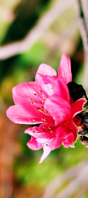 高考生物解题秘籍！拆解分析法带你轻松应对真题