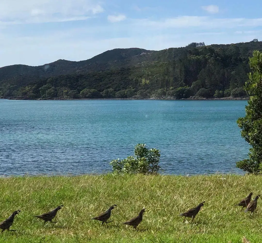 疫情初期悉尼与牧场穿梭，生活计划因疫情悄然改变