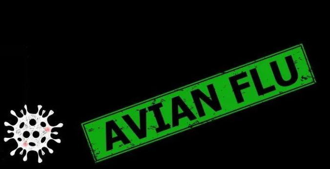 北半球多国禽流感疫情持续，逼近2015年历史最高扑杀量